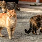 چطور باید با گربه‌های خیابانی و حیوانات شهری برخورد کنیم؟